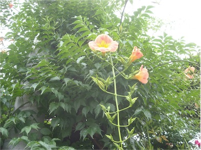 f:id:simmel20:20160623150959j:image