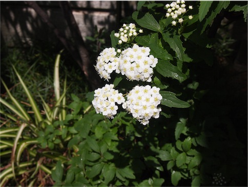 f:id:simmel20:20170423144200j:image f:id:simmel20:20170423144200j:image