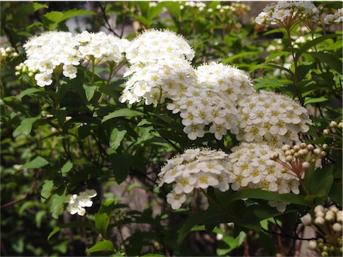 f:id:simmel20:20170423144201j:image f:id:simmel20:20170423144201j:image