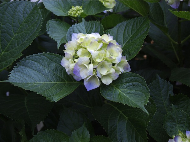 f:id:simmel20:20180522132728j:image