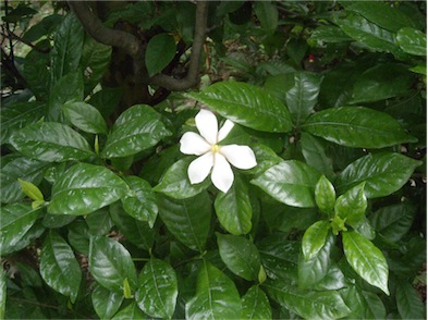 f:id:simmel20:20180608202359j:image