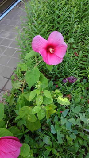 f:id:simmel20:20210725194820j:plain