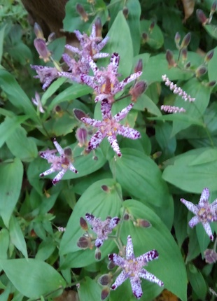 f:id:simmel20:20211007181504j:plain