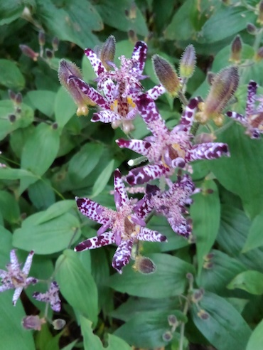 f:id:simmel20:20211007181516j:plain