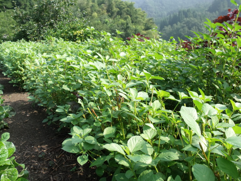 f:id:simogonokyou:20130816091634j:image:w360:left f:id:simogonokyou:20130816091634j:image:w360:left