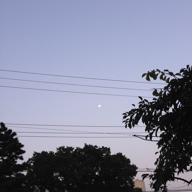 朝月