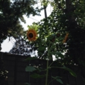 夏が来るよ。わくわくわくわく