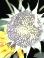 ひまわり顔３０