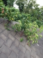 ど根性植物