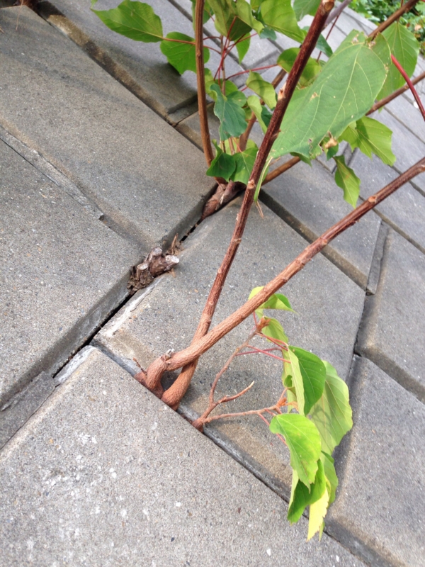ど根性植物