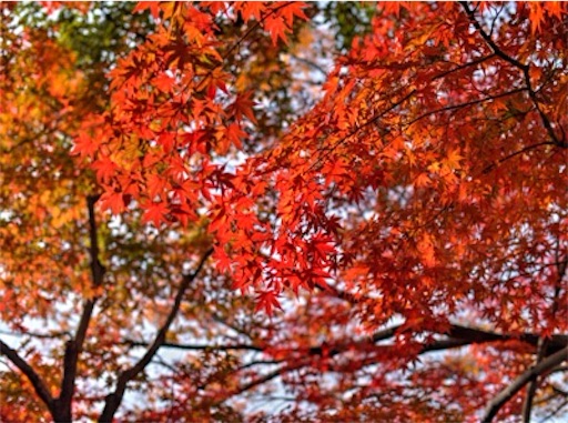 f:id:simone_tamao:20151207221331j:image f:id:simone_tamao:20151207221331j:image
