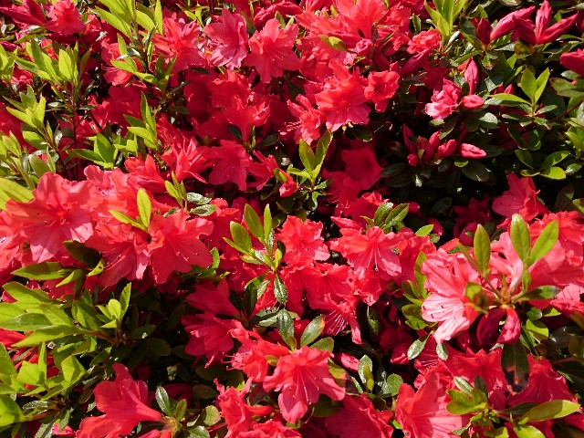 f:id:simosimokun:20200412034109j:image f:id:simosimokun:20200412034109j:image