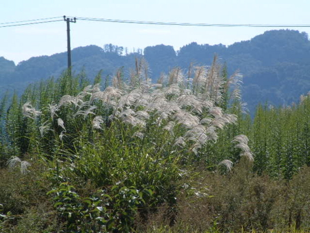 f:id:simpkin:20110923104707j:image f:id:simpkin:20110923104707j:image