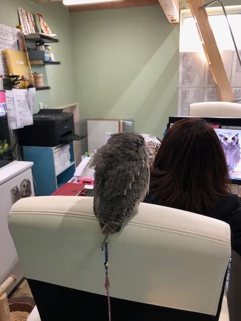f:id:simple-kokyo:20180628103900j:plain f:id:simple-kokyo:20180628103900j:plain