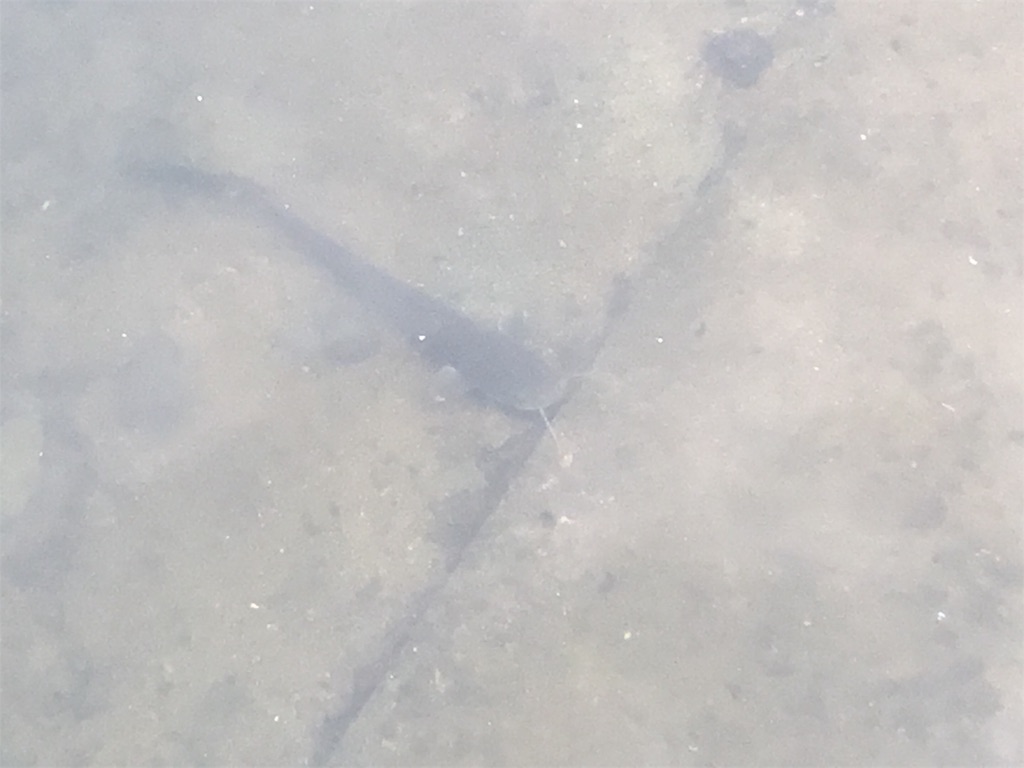 f:id:simple-kokyo:20190621121751j:image f:id:simple-kokyo:20190621121751j:image