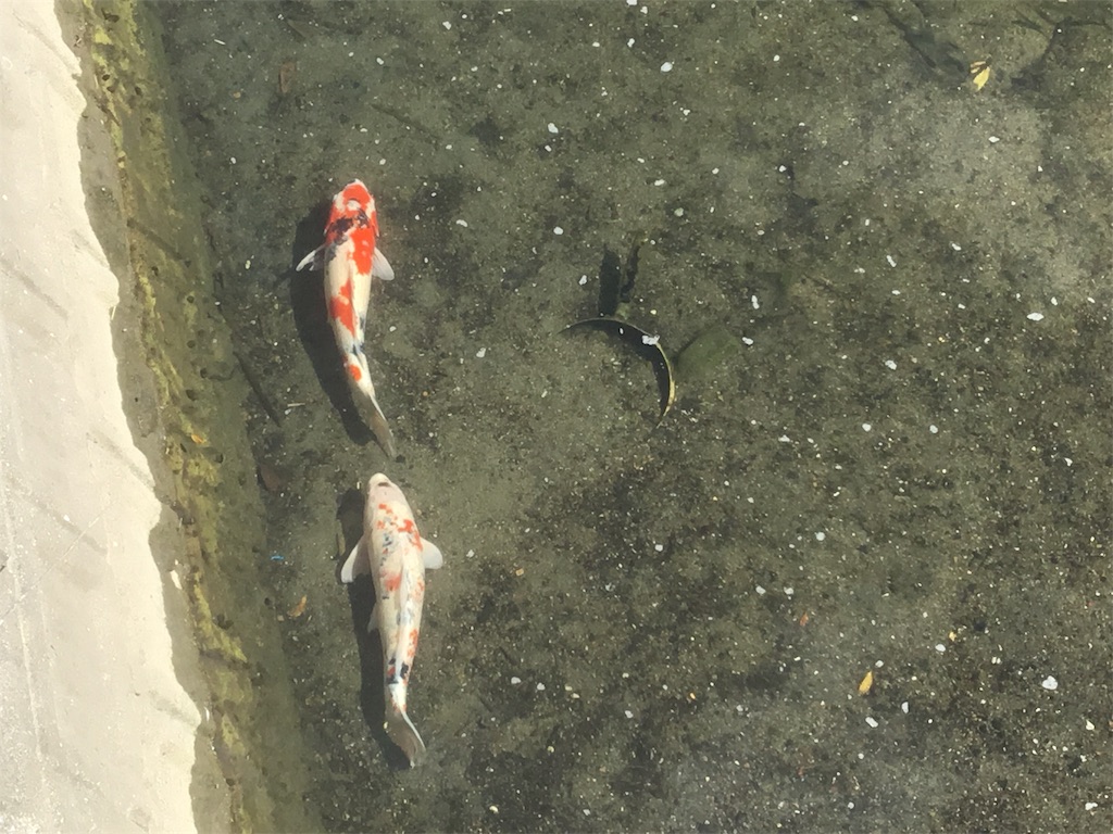 f:id:simple-kokyo:20190623150444j:image f:id:simple-kokyo:20190623150444j:image