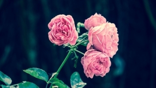 f:id:simple-life-diary:20171022133810j:plain f:id:simple-life-diary:20171022133810j:plain