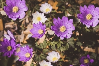 f:id:simple-life-diary:20180118161527j:plain f:id:simple-life-diary:20180118161527j:plain