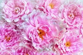 f:id:simple-life-diary:20180623082004j:plain f:id:simple-life-diary:20180623082004j:plain
