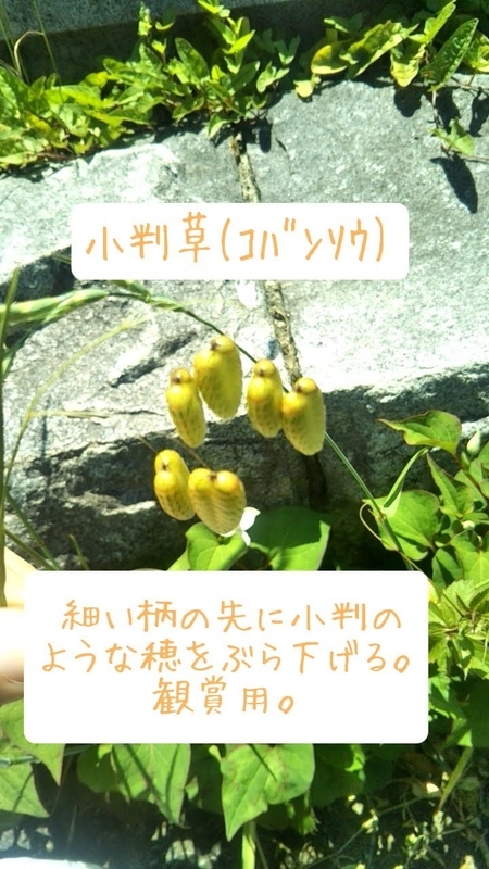 f:id:simple-living-diary:20200514180823j:plain