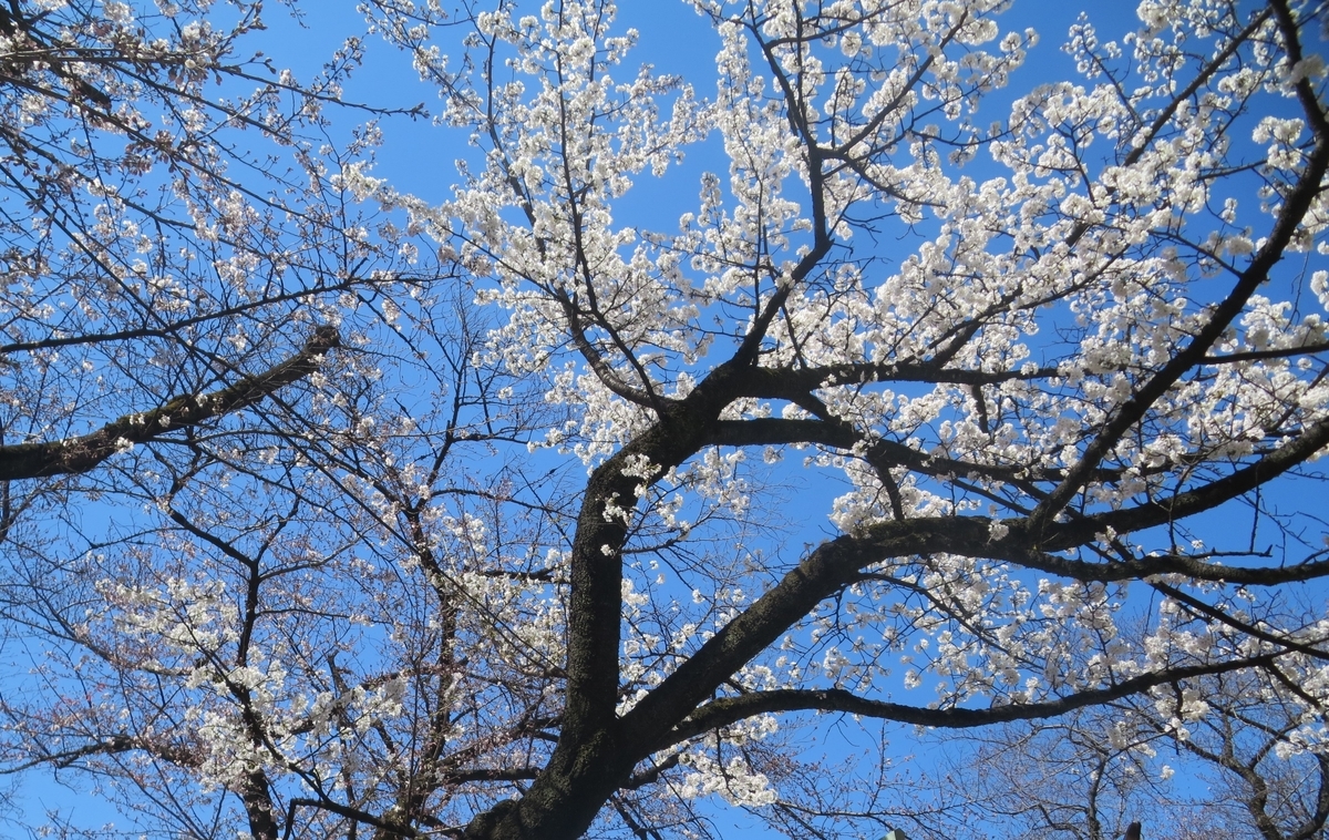 f:id:simple-tidy-life:20190324112646j:plain f:id:simple-tidy-life:20190324112646j:plain