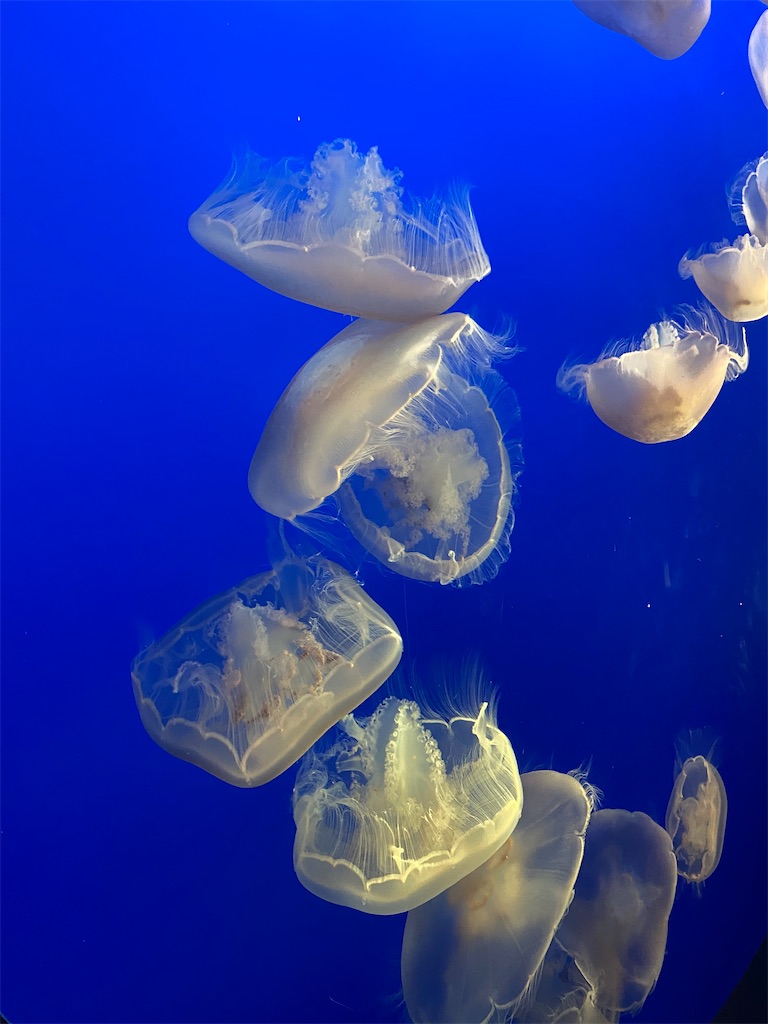 f:id:simpleandpeaceful:20220326134410j:image f:id:simpleandpeaceful:20220326134410j:image