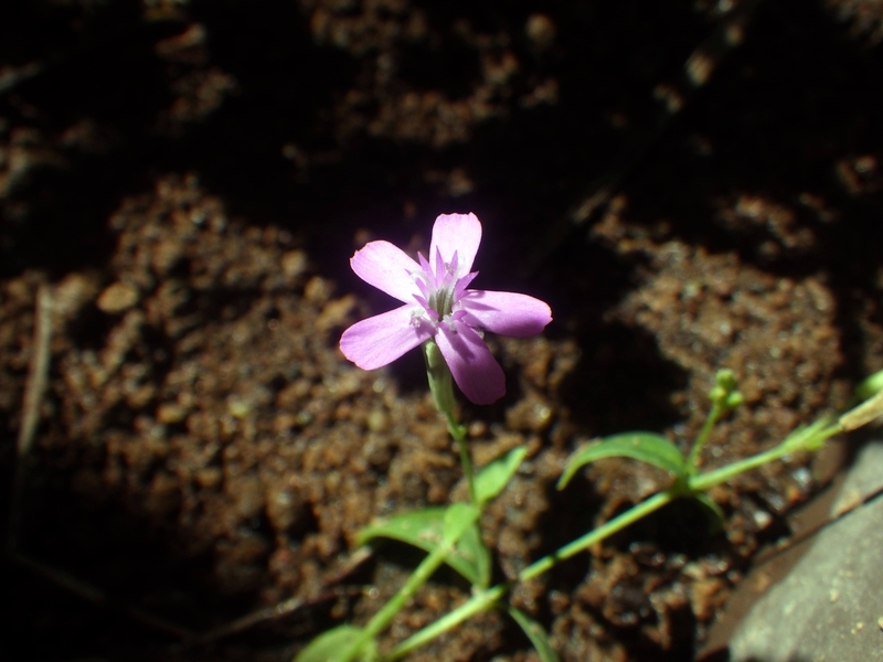 名前の不明なナデシコ科の小さな花 Familiar Flowers 2