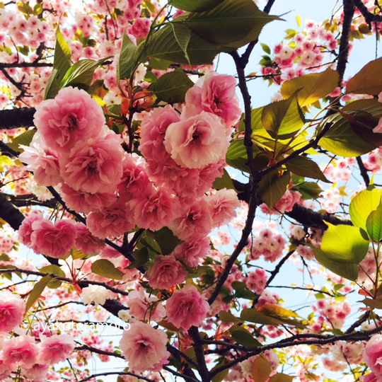 f:id:simplehome:20180411145718j:plain f:id:simplehome:20180411145718j:plain