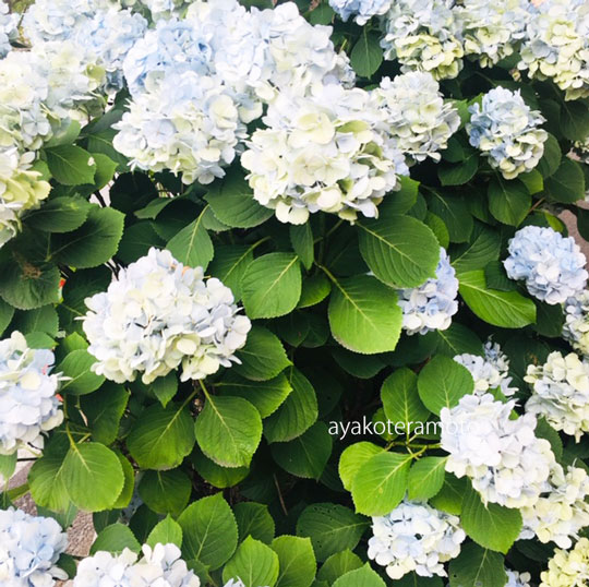 f:id:simplehome:20190630121603j:plain