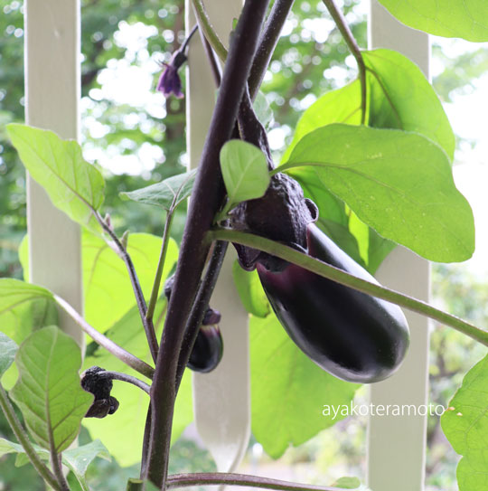 f:id:simplehome:20190713113853j:plain