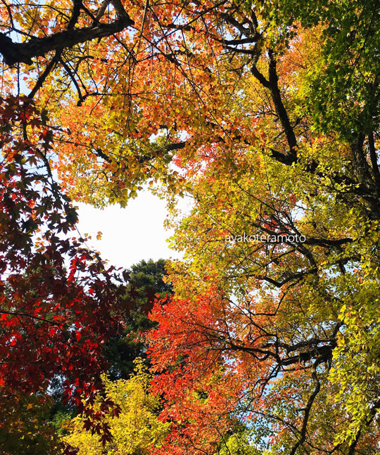 f:id:simplehome:20191110162054j:plain