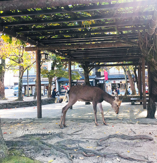 f:id:simplehome:20191114193113j:plain