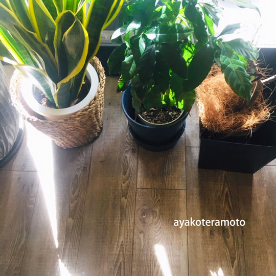 f:id:simplehome:20191201135228j:plain f:id:simplehome:20191201135228j:plain