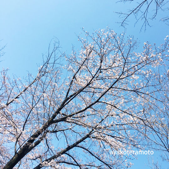 f:id:simplehome:20200321174305j:plain f:id:simplehome:20200321174305j:plain