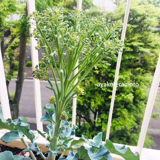 f:id:simplehome:20200510163135j:plain