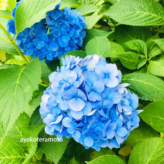 f:id:simplehome:20200626180347j:plain