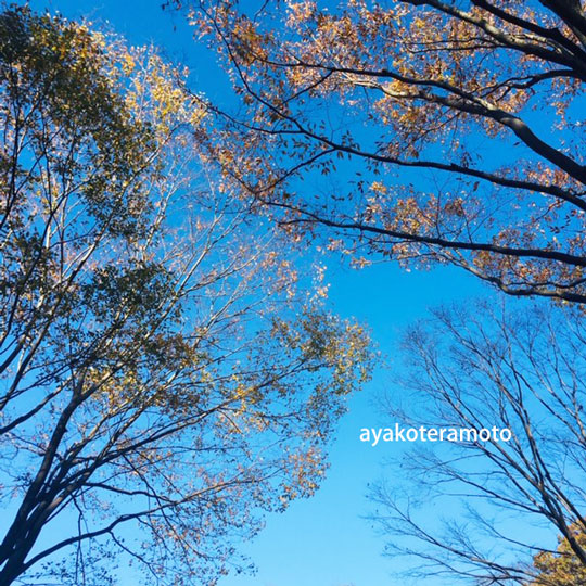 f:id:simplehome:20201124170412j:plain