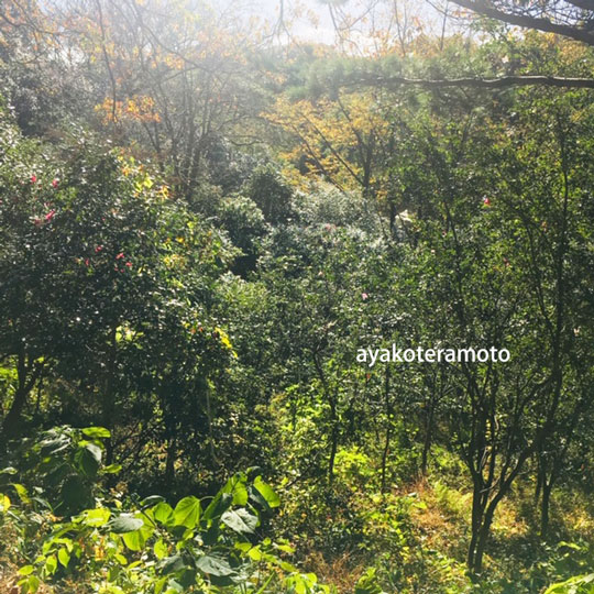 f:id:simplehome:20201127162158j:plain