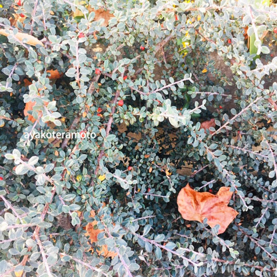 f:id:simplehome:20201206113154j:plain