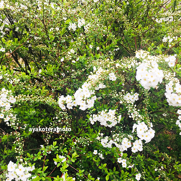 f:id:simplehome:20210308204406p:plain