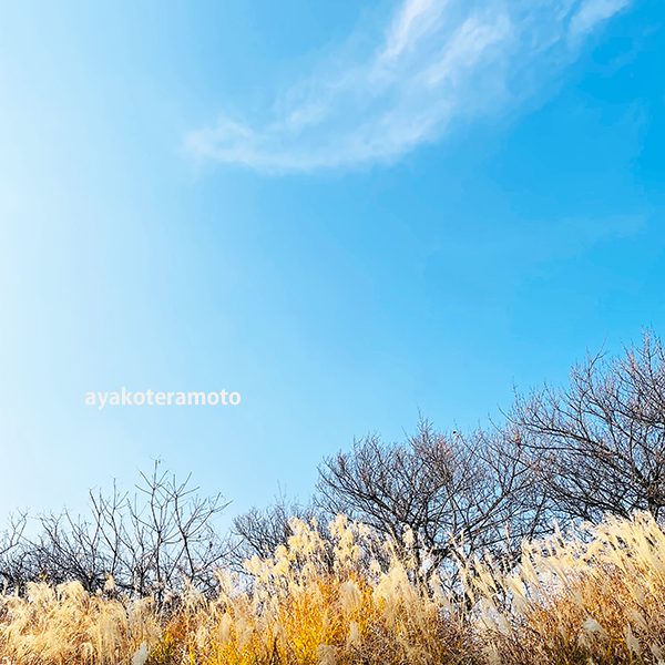 f:id:simplehome:20211216202057p:plain