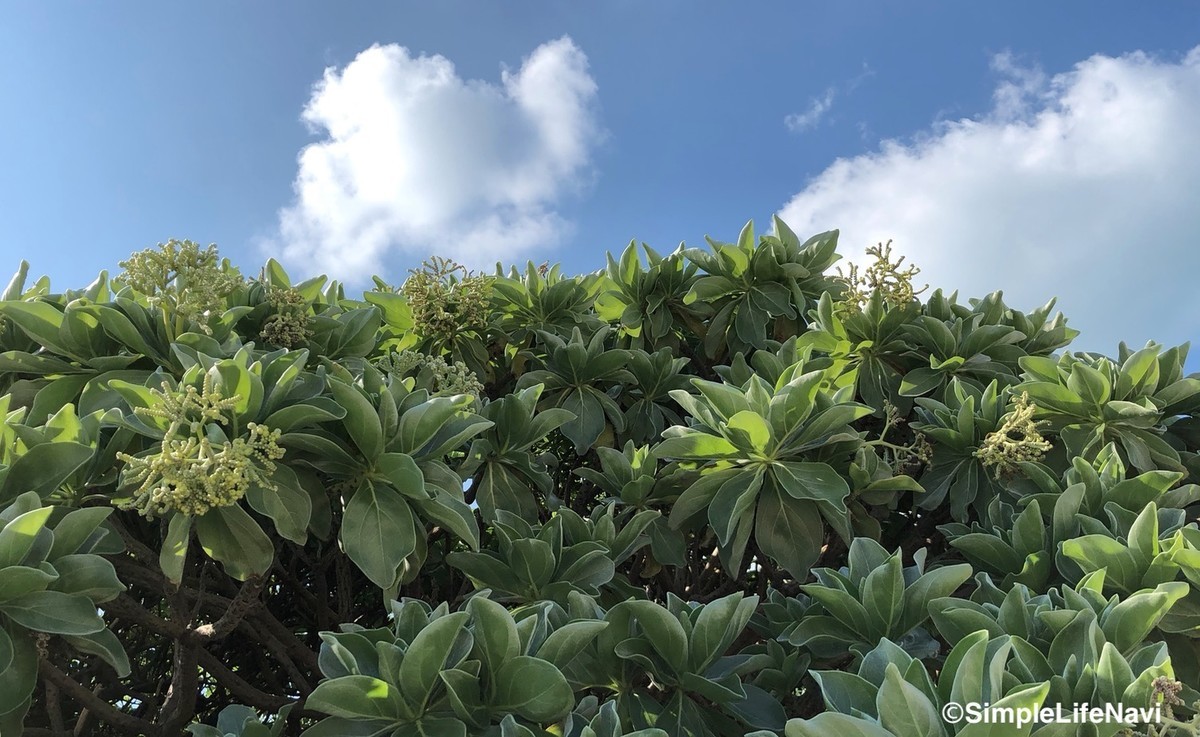 野生の植物