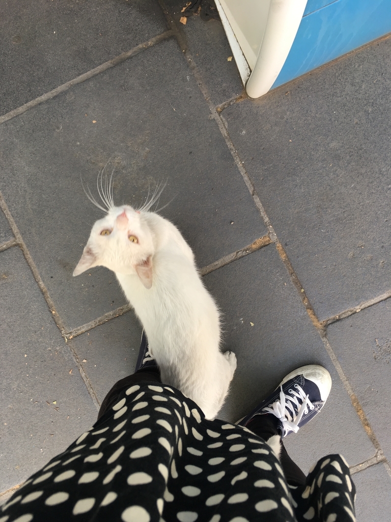 f:id:simplesinglelife:20190114124440j:plain f:id:simplesinglelife:20190114124440j:plain