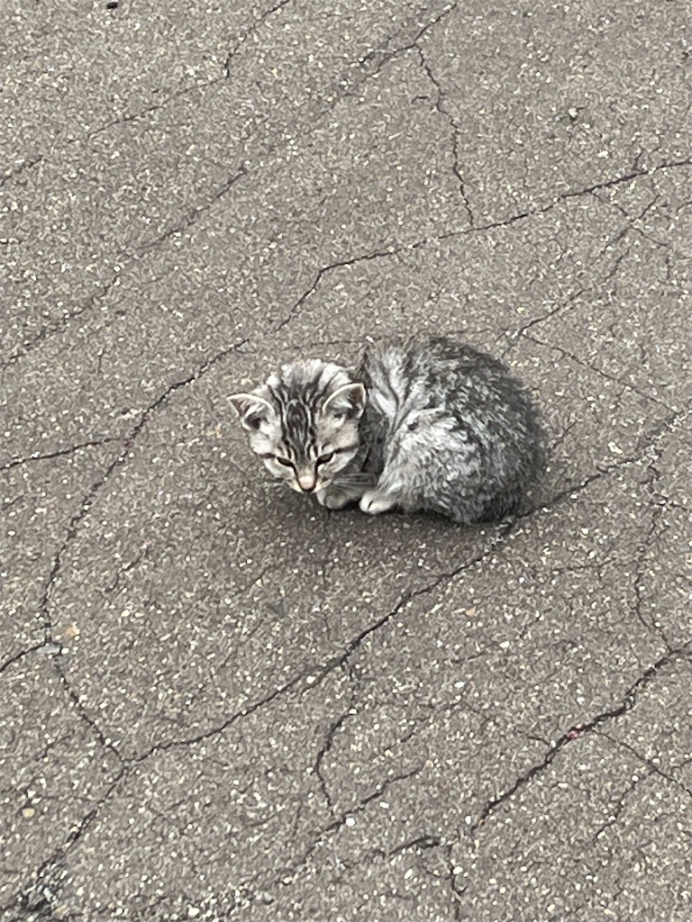 f:id:simplesmilelife:20251013101707j:image