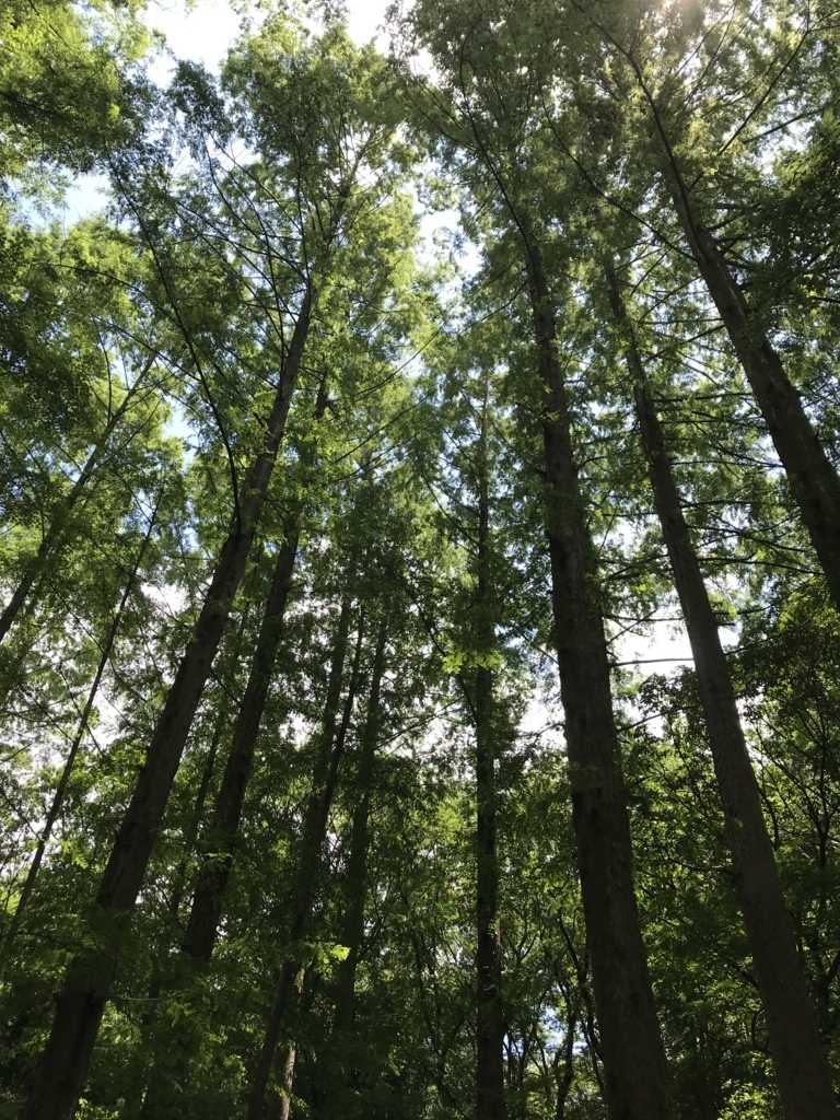 f:id:simplify:20180619170229j:plain f:id:simplify:20180619170229j:plain