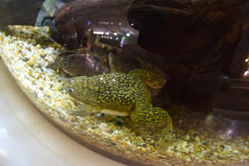 アフリカツメガエル 外来種 の寿命や購入方法は 養殖で副業
