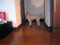 f:id:sinden:20060225173512j:image:small