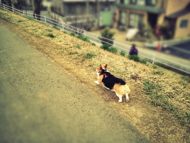 f:id:sinden:20130205124209j:image