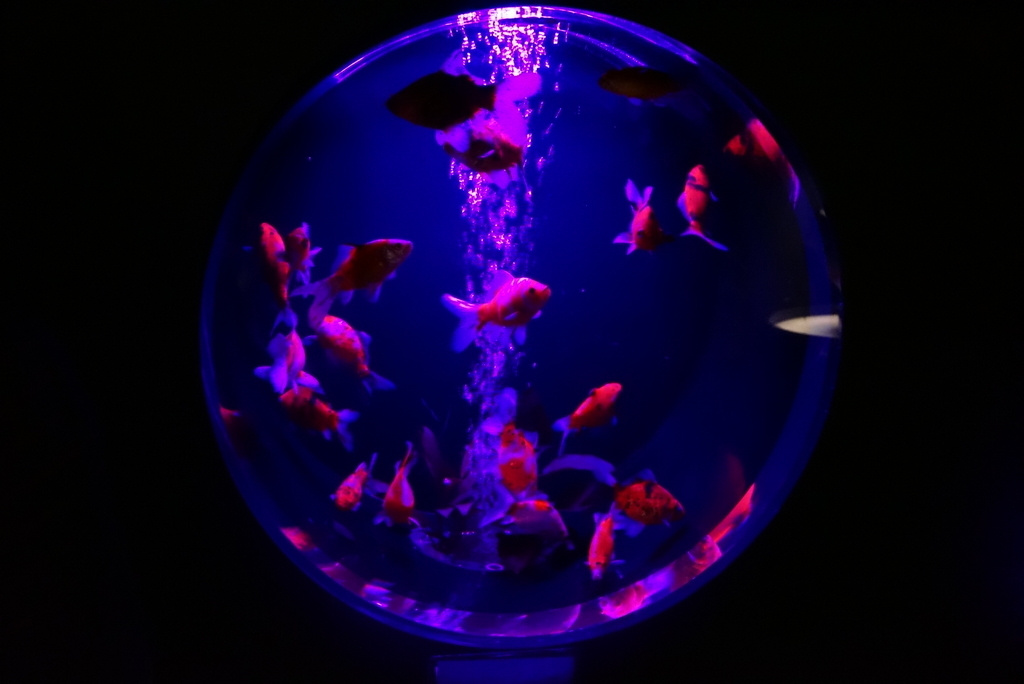 f:id:sinden:20180911205625j:plain f:id:sinden:20180911205625j:plain