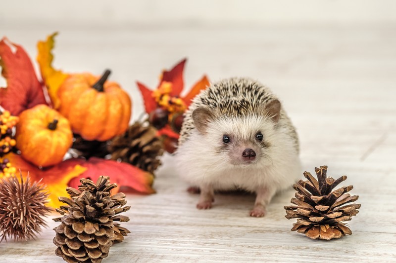 f:id:sinden:20181201104819j:plain